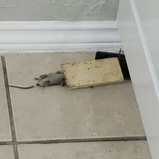 2/5 mice
