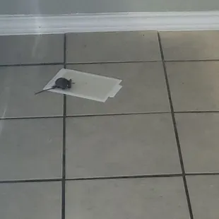 3/5 of mice didnt take a pic of the others, and still no exterminator or coverage of holes.