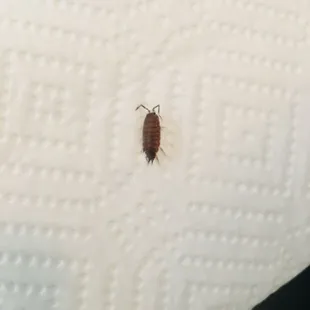 Bug