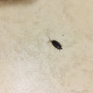 Bugs