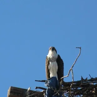 Osprey nest in Manzanita Loop