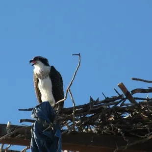 Resident Osprey