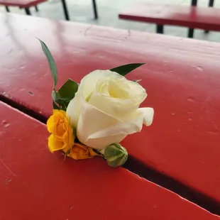 a single white rose on a red picnic table