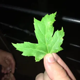 Take back my last review. Still 5 stars. Nice leaf off of a maple tree while listening to Eddie fowlkes. #FineTreesAndTechno