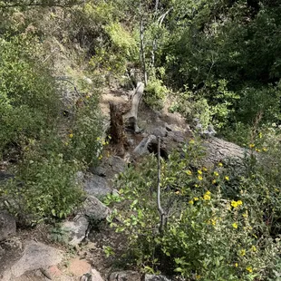 One of the two places where you will probably lose the trail.  This is looking down the trail, but coming up stay left.