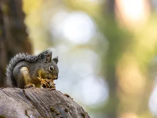 Calaveras Big Trees State Park