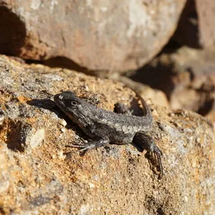A Texas spiny lizard on the entrance.