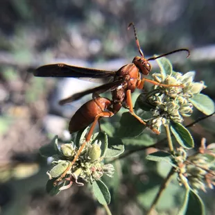 A paper wasp visiting a Lindheimer's Doveweed plant.