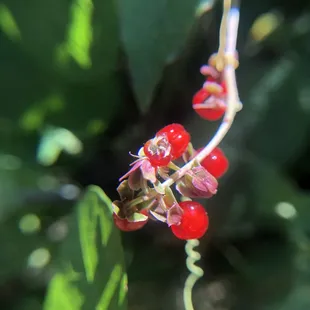Bright red Possumhaw Holly berries.