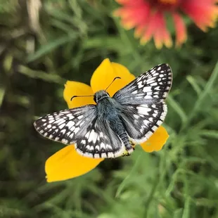 A blue butterfly on upright prairie coneflower.