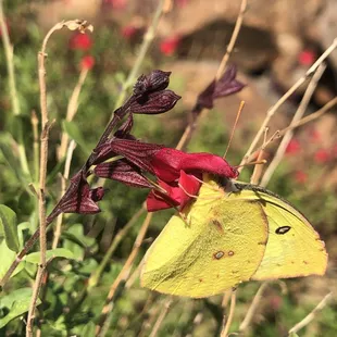 A sulphur butterfly nectaring on red salvia.