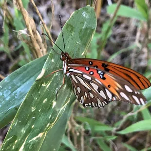 A gulf Fritillary butterfly.