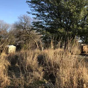 Prairie grasses in the sunlight in the developing prairie.