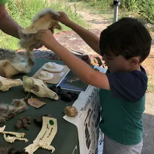 A neighborhood child learning about mammals at the Prairie Festival.