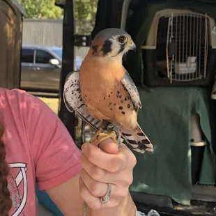 An American Kestrel being shown by local bird rehabbers, Window to the Wild.