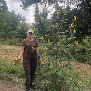 A volunteer, Suzanne, stands next to a common sunflower plant to show how tall it is.