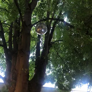 a mirror ball stuck in a tree