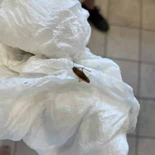 Roaches, dirty conditions, disrepair and water damage/leaking pipes