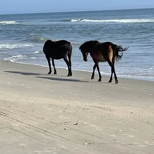 The beautiful horses.