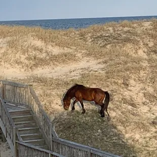 Beautiful creatures roaming wild.