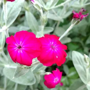 a close up of a pink flower