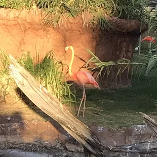 Flamingo