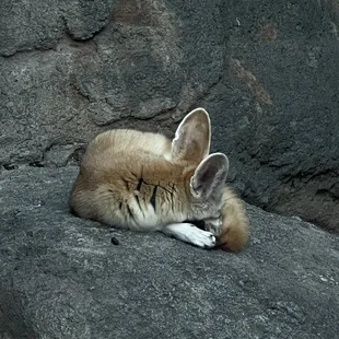 Fennec fox