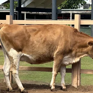 Cow