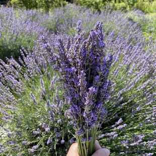 Lavender bundle