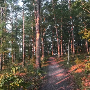 Summer view from one of the trails