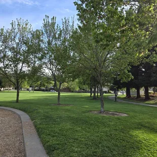 Nice green and lots of big trees
