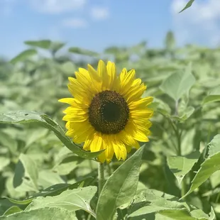 a sunflower in a field