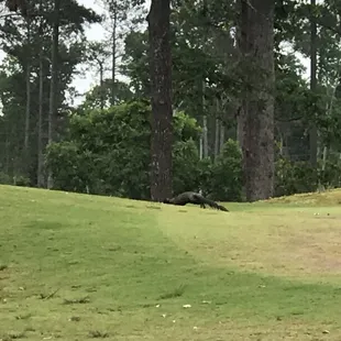 We believe this was a European Pole Cat.