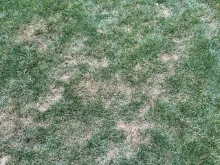 Meyers Green Services