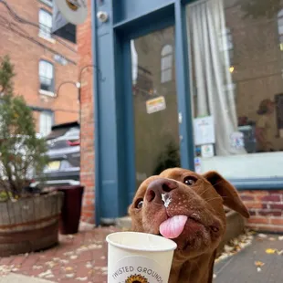 a dog licking a cup of coffee