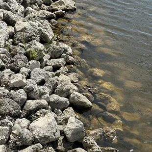 Black snake off balcony