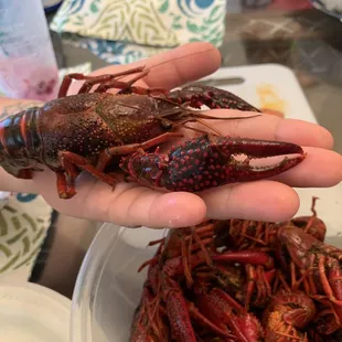 Crawfish are ridiculously big, juicy and was LIVE.  So so delicious!!!!