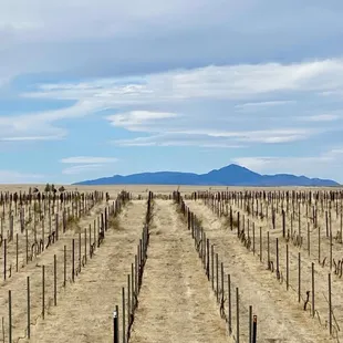 a vineyard in the desert