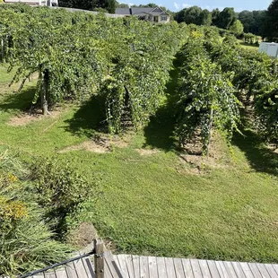 a view of the vineyard from the top of the stairs