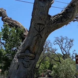 Cool Tree carvings!