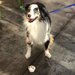 Pup cup!