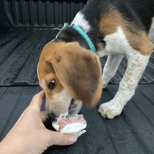 Pup cup for Tucker!