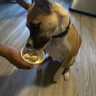 Puppy and puppy sundae