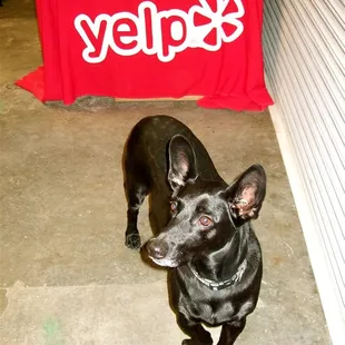 Brewery pup.