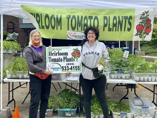 Heirloom Tomato Plants