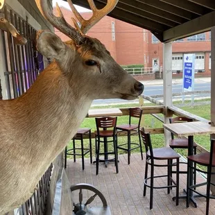 a deer with antlers on its head
