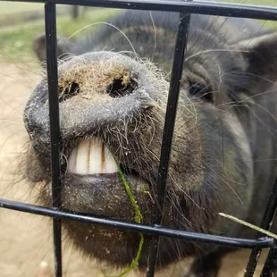 Piggy smile!!