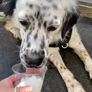 a black and white dog