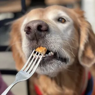 Bear knows how to politely eat his chicken breast