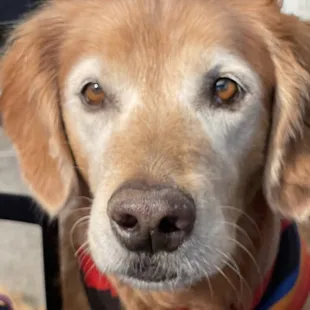Bear waiting patiently for his Grilled Chicken Breast